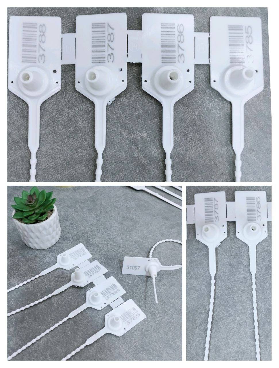 509425196 122138255012675192 4958430016287019826 n